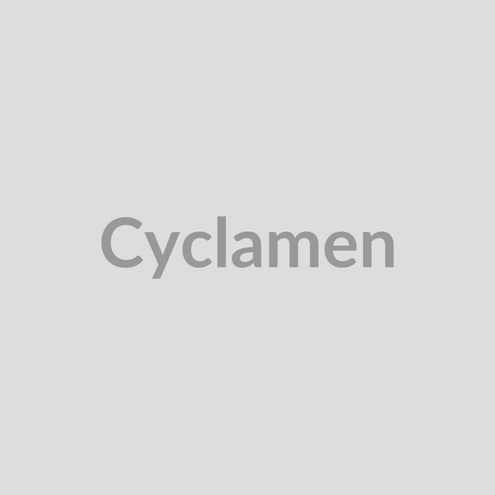 Cyclamen