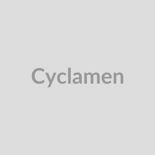 Cyclamen